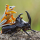 Illustration for article titled Can this picture of a frog riding a beetle be real or is it fake?
